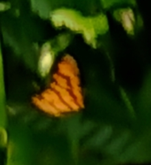 Odina hieroglyphica