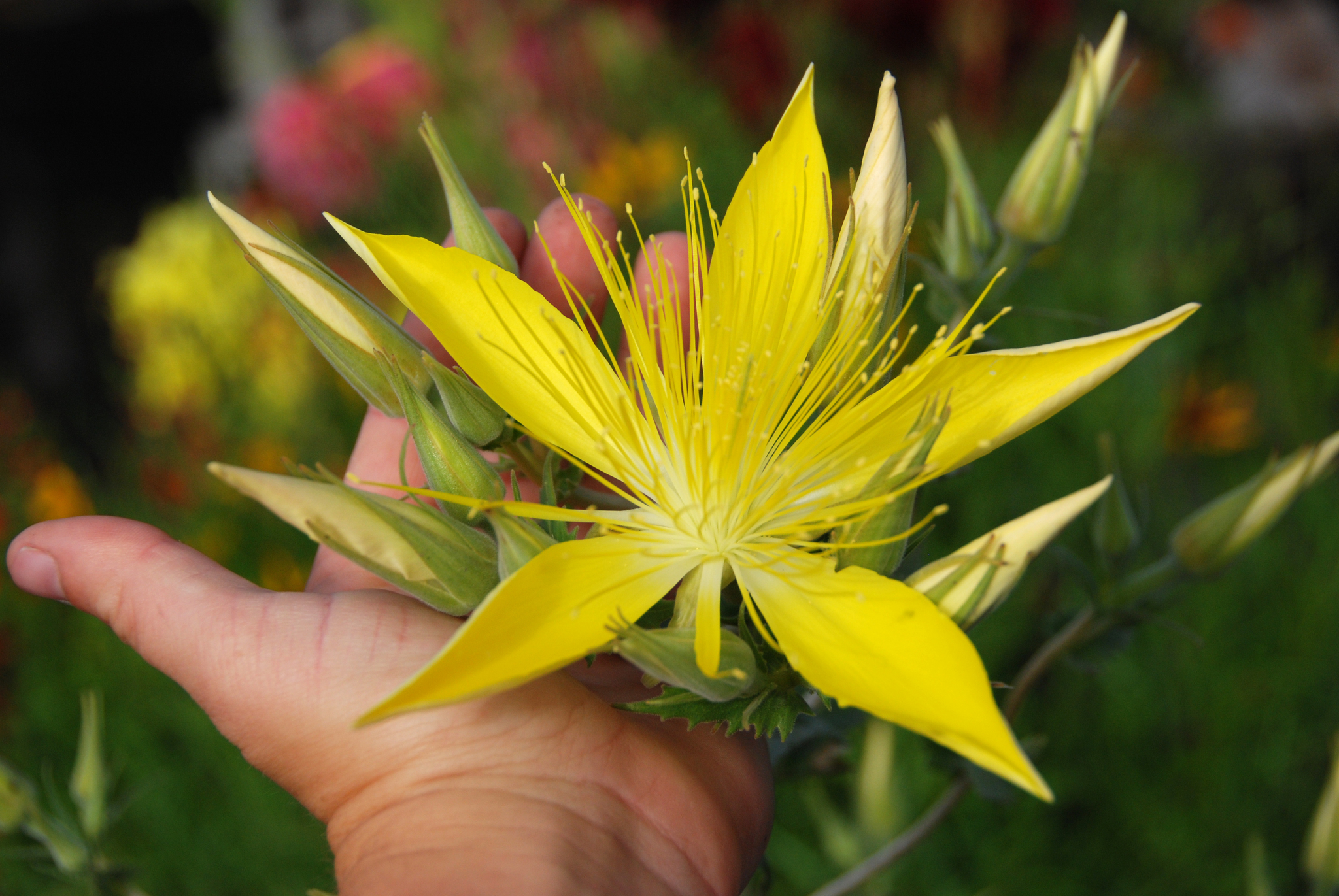 Mentzelia laevicaulis