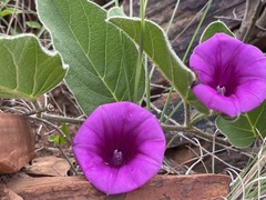 Ipomoea oblongata