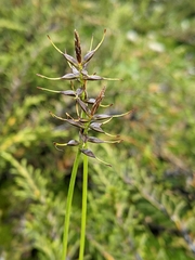 Carex austrocompacta