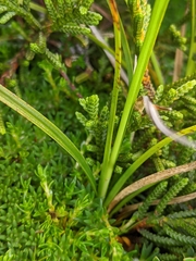 Carex austrocompacta