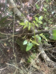 Pterophylla racemosa