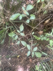 Pterophylla racemosa