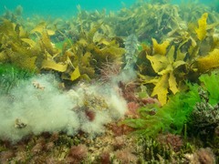 Platycephalus laevigatus