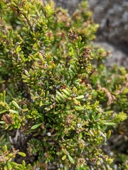 Podocarpus lawrencei