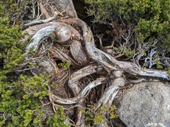 Podocarpus lawrencei