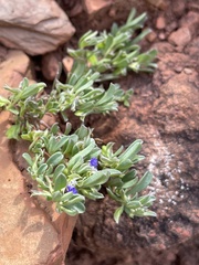 Polygala krumanina