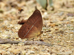 Cirrochroa malaya