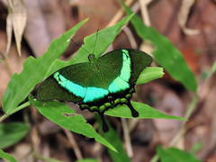 Papilio palinurus