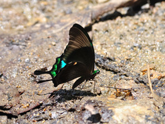 Papilio palinurus
