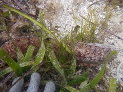 Holothuria hartmeyeri