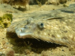 Rhombosolea tapirina