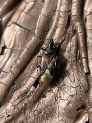 Temnostethus