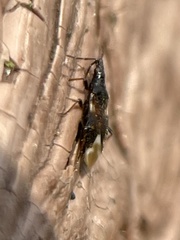 Temnostethus