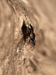 Temnostethus