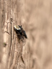 Temnostethus