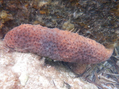 Australostichopus mollis