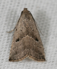 Hypenodes fractilinea