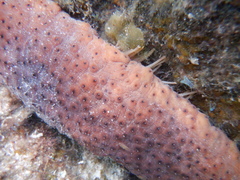 Australostichopus mollis