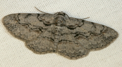 Iridopsis vellivolata