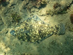 Rhombosolea tapirina