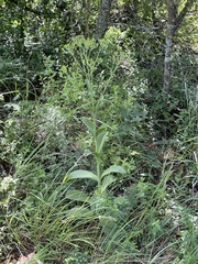 Kalanchoe paniculata