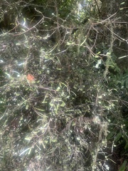 Elaeocarpus hookerianus