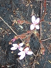 Stylidium assimile