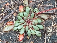 Stylidium assimile