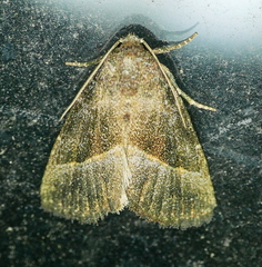 Ogdoconta