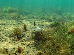 Rhombosolea tapirina