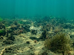 Rhombosolea tapirina