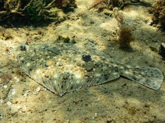 Rhombosolea tapirina