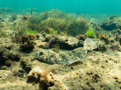 Rhombosolea tapirina