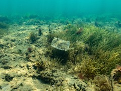 Rhombosolea tapirina