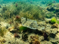 Rhombosolea tapirina