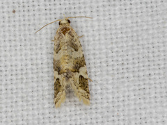 Euphona euphona