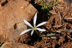 Colchicum hungaricum