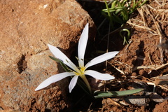 Colchicum hungaricum
