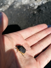 Trichostetha albopicta