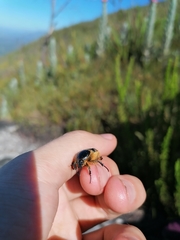 Trichostetha albopicta