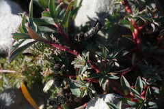 Euphorbia fragifera