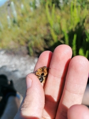 Trichostetha albopicta