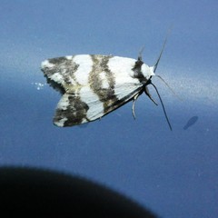 Thallarcha albicollis