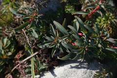 Euphorbia fragifera