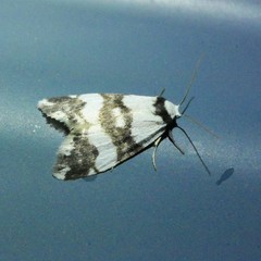 Thallarcha albicollis