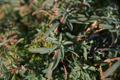 Euphorbia fragifera
