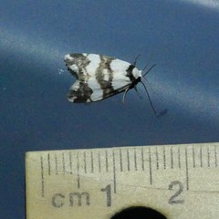 Thallarcha albicollis