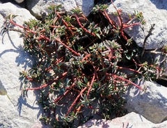 Euphorbia fragifera