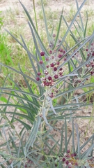 Asclepias brachystephana